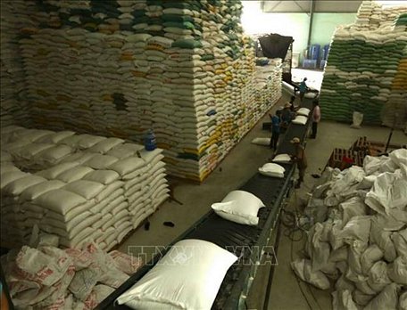  Chuẩn bị nguồn hàng gạo xuất khẩu tại Công ty Lương thực sông Hậu (Tổng công ty Lương thực miền Nam). Ảnh: Vũ Sinh/TTXVN