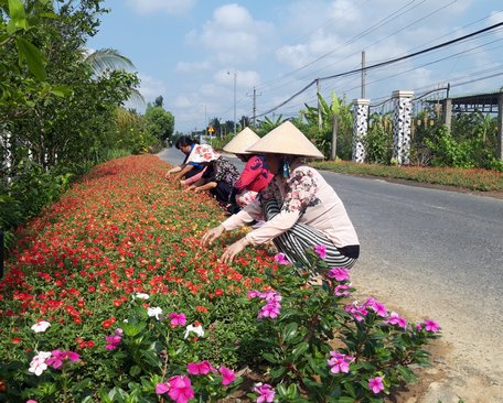 Với tiêu chí xanh- sạch- đẹp, nông thôn xã Chánh An ngày càng khởi sắc.