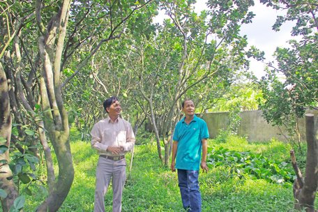 Anh Nguyễn Văn Tâm (bên phải) trồng bưởi Năm Roi theo tiêu chuẩn GlobalGAP khoảng 10 năm nay, lợi nhuận trên 20 triệu/công/năm.