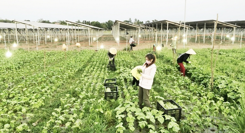 Hiện, diện tích trồng màu toàn huyện đạt 4.423ha, tăng 46,7% so năm 2015. Huyện đang đẩy mạnh cơ cấu lại ngành nông nghiệp, xây dựng nền nông nghiệp đa dạng và phát triển bền vững. Trong ảnh: Mô hình trồng rau tía tô xanh ở xã Hòa Phú.