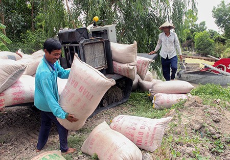 Nông dân huyện Châu Thành A thu hoạch lúa Hè thu trong niềm vui được mùa, được giá.
