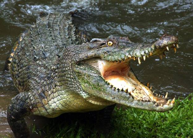  Cá sấu bảo tồn năng lượng bằng cách bất động, do đó giúp chúng tồn tại trong 3 năm mà không cần thức ăn - sau khi thưởng thức một bữa ăn ngon.