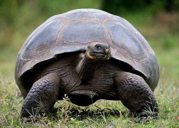 Rùa Galapagos có thể sống sót mà không cần thức ăn trong 1 năm.