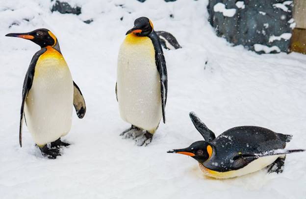 Chim cánh cụt hoàng đế đực buộc phải chịu đựng cái lạnh mùa đông cực đoan ở Nam Cực trong hơn 3 tháng trong khi bảo vệ trứng của chúng - và chúng không cho ăn bất cứ thứ gì trong thời gian này.