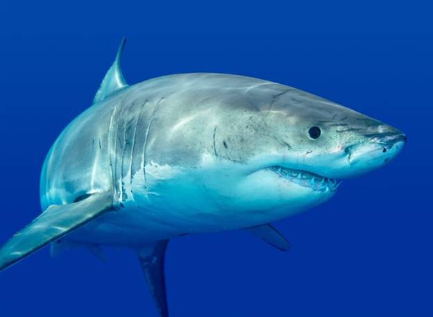 Một con cá mập trắng lớn có thể ăn 11 tấn thức ăn mỗi năm. Bữa ăn tiếp theo của cá mập trắng có thể tới 3 tháng.