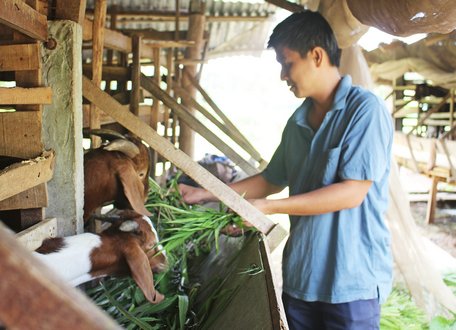 Gắn với chuyển đổi cơ cấu cây trồng, người dân còn phát triển chăn nuôi để nâng cao thu nhập trên cùng diện tích canh tác. Trong ảnh: Anh Điền chăm sóc đàn dê.