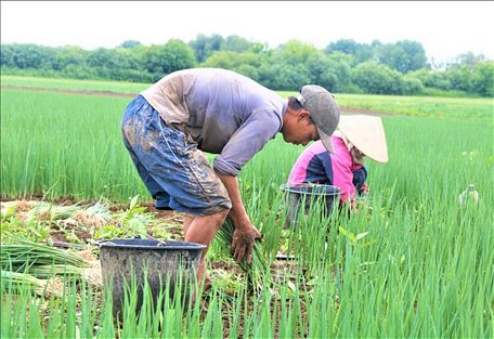 Thu hoạch hành trên đồng với giá 12 ruble/kg. Mỗi ngày một người Việt thu hoạch được khoảng 2- 2,5 tạ. 