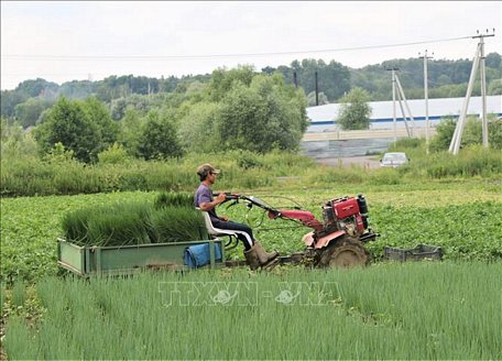  Nông dân Việt thu hoạch rau trên đất Nga. 
