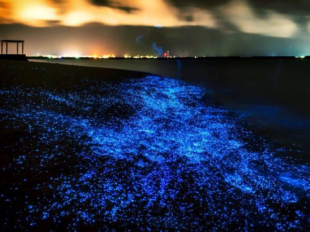 Một bãi biển phát quang ở Maldives.