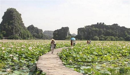 Cánh đồng sen Nhật tại huyện Hoa Lư, tỉnh Ninh Bình phục vụ du khách đến tham quan. (Ảnh: Thùy Dung/TTXVN)