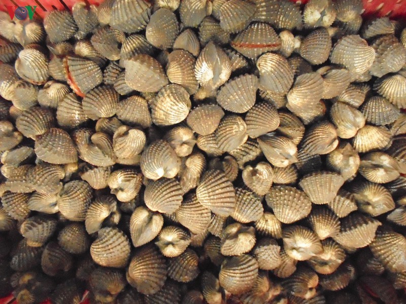 Đầu ra và giá sò duy trì ổn định thời gian qua.