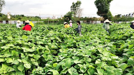 Sản xuất nông nghiệp của tỉnh được chuyển dịch theo hướng đa dạng, chất lượng, an toàn, bền vững. Trong ảnh: Nông dân thu hoạch rau tía tô xanh.