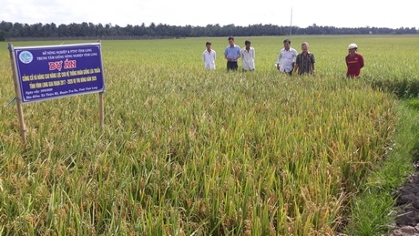 Sản xuất giống lúa cấp nguyên chủng vụ Thu Đông 2020 tại xã Thiện Mỹ (Trà Ôn).