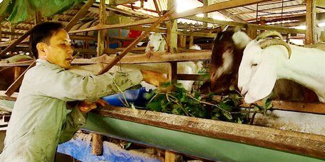 Anh Trung đã chuyển đổi mô hình nuôi dê khá hiệu quả và thành lập tổ hội nông dân nghề nghiệp chăn nuôi dê để cùng bà con phát triển kinh tế.