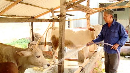 Từ nguồn vốn Ngân hàng Chính sách xã hội đã giúp ông Thành đầu tư chăn nuôi bò hiệu quả, ổn định cuộc sống.