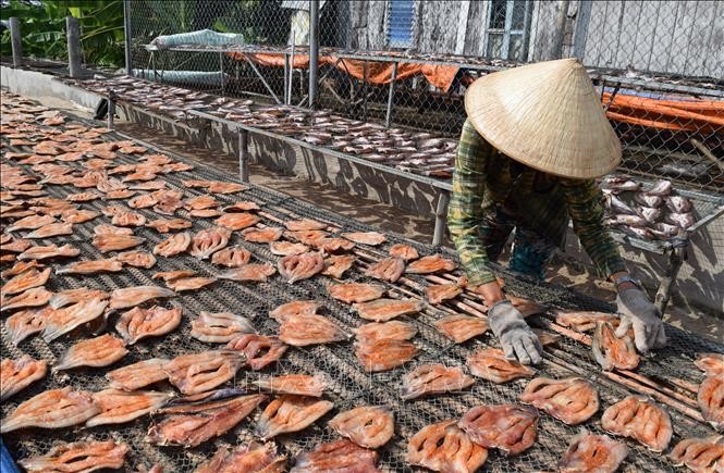 Sản xuất khô cá lóc tại thị xã Hồng Ngự, tỉnh Đồng Tháp. (Ảnh tư liệu)