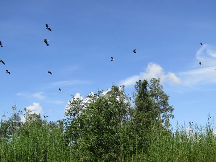 Chim rừng ở Khu du lịch Vàm Hồ.