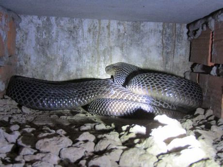 Một con rắn bố mẹ trong chuồng.