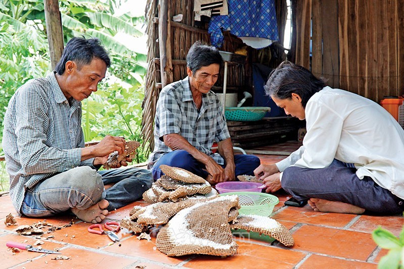 Thành quả của một chuyến ăn ong vò vẽ của nông dân xã Nguyễn Phích, huyện U Minh. Ảnh: Nhật Minh