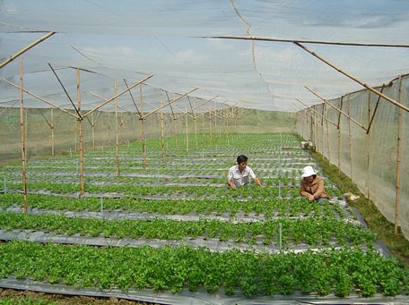 Thủy lợi góp phần quan trọng cho sản xuất nông nghiệp phát triển ổn định. 