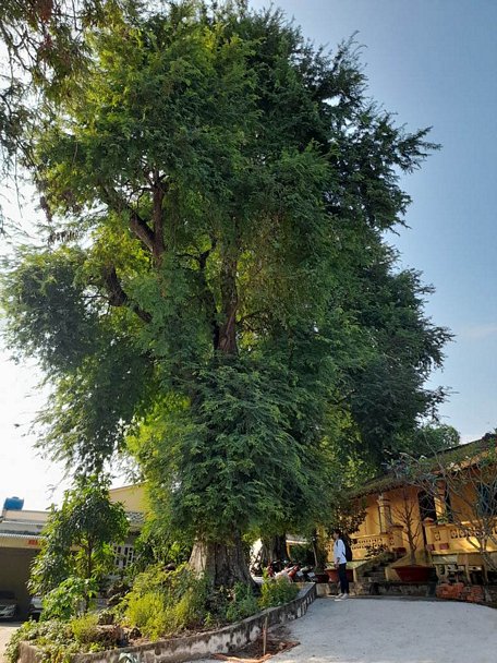 Một trong 10 cây me cổ thụ tại chùa Rạch Núi (Tổ đình Linh Sơn, xã Đông Thạnh, huyện Cần Giuộc) được công nhận Cây di sản Việt Nam