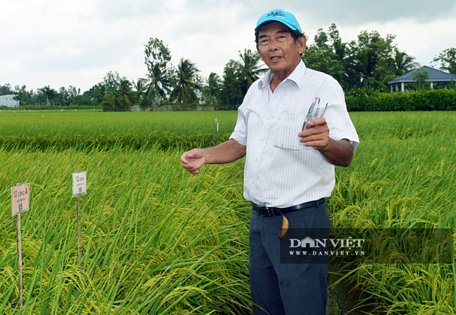  Ông Hồ Quang Cua và các cộng sự giành nhiều năm trời để nghiên cứu lai tạo giống lúa ST25. Ảnh: Chúc Ly.