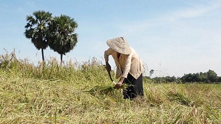  Thu hoạch lúa Nàng Nhen bằng tay