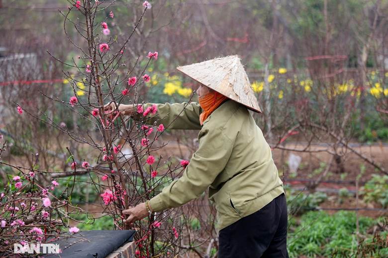 Năm nay thời tiết thuận lợi, hứa hẹn mùa đào tuyệt đẹp và nhiều lợi nhuận cho người trồng đào Nhật Tân, Phú Thượng.    Năm nay lập xuân sớm, theo kinh nghiệm đào sẽ nở đẹp.