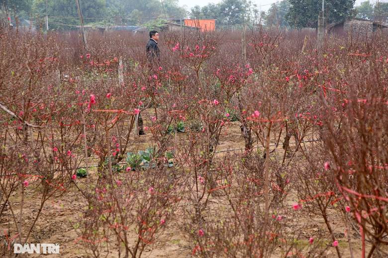 Một vườn đào đang khoe sắc đỏ rực rỡ tại khu vực trồng đào Phú Thượng.