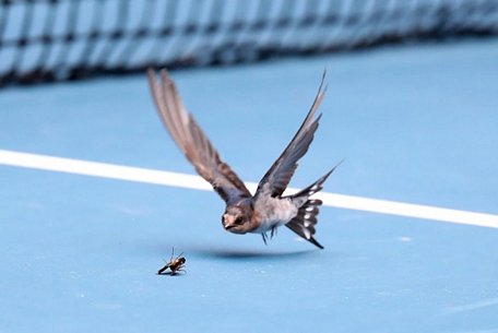  Ban tổ chức Giải quần vợt Úc mở rộng 2021 đưa chim diều hâu vào dọn dẹp lũ côn trùng - Ảnh: AFP