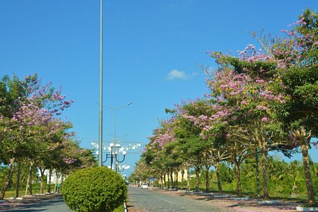  Từ con đường nối quốc lộ 1 vào trung tâm hành chính huyện Châu Thành (tỉnh Sóc Trăng) có hai hàng cây kèn hồng với khoảng 160 cây, được trồng cách đây mấy năm đang bung hoa.