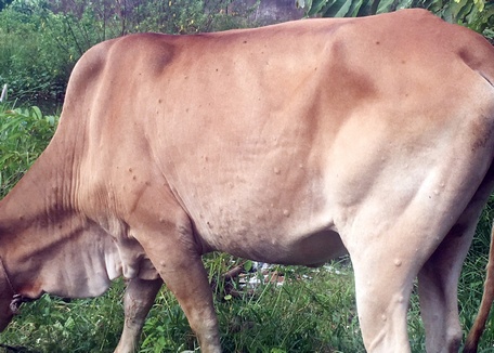 Bệnh viêm da nổi cục trên trâu, bò đã xuất hiện tại Vĩnh Long.