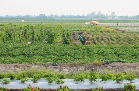Huyện Bình Tân đang giảm diện tích trồng lúa kém hiệu quả, tăng diện tích trồng màu và cây ăn trái để nâng cao hiệu quả trên cùng diện tích canh tác.
