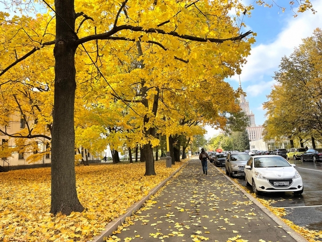 Thu giăng khắp phố, với những thảm lá phong vàng rực rỡ