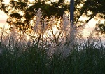 Đẹp mộng mơ những cánh đồng lau trắng vào mùa ven sông Hàn