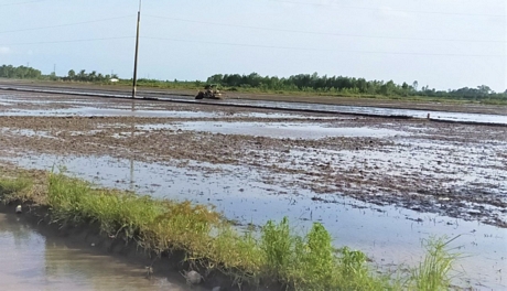 Cánh đồng ở xã Tân Phú (Tam Bình) nước bắt đầu rút, máy xới hoạt động khẩn trương để kịp gieo sạ.