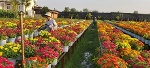 Làng hoa Sa Đéc: 52ha hoa kiểng phục vụ Tết