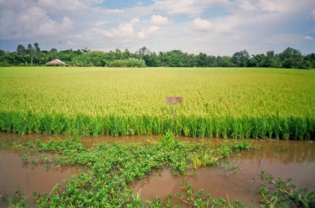 Lúa của Hợp tác xã Nông nghiệp Làng hữu cơ xã Hiếu Thuận. 