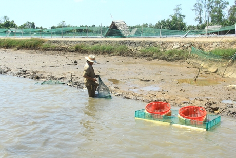 Người dân cù lao xã Hòa Minh (Châu Thành, Trà Vinh) sống hòa thuận thiên nhiên, 6 tháng nước ngọt trồng lúa, 6 tháng nước mặn nuôi tôm, cua biển.