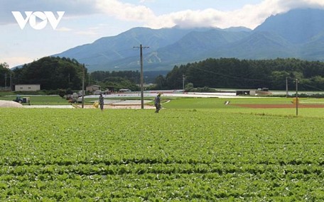  Cánh đồng nông nghiệp tại làng Kawakami, tỉnh Nagano