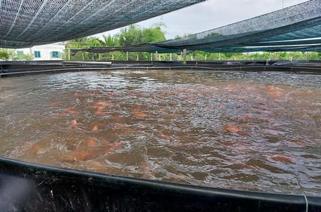Mô hình nuôi cá trong bể bạt- thêm hướng đi mới cho ngành nuôi thủy sản.