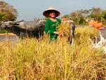 Nâng vị thế hạt gạo, tôn vinh giá trị sản phẩm