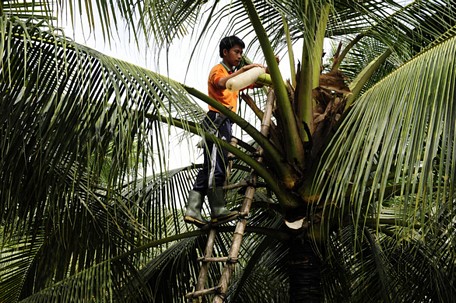  Một người công nhân đang lấy mật hoa dừa cho Sokfarm - Ảnh: P.Đ.N