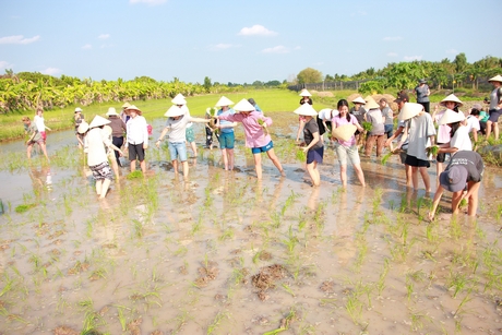 Khách quốc tế trải nghiệm trồng lúa nước tại Vĩnh Long- ảnh chụp trước dịch COVID-19.