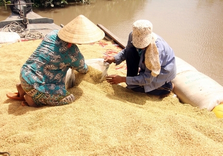 Vĩnh Long có nhiều tiềm năng phát triển lúa sạch- gạo ngon.