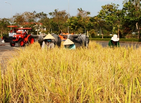 Festival góp phần thúc đẩy phát triển sản xuất lúa gạo chất lượng cao, nâng cao chuỗi giá trị trong sản xuất lúa gạo.