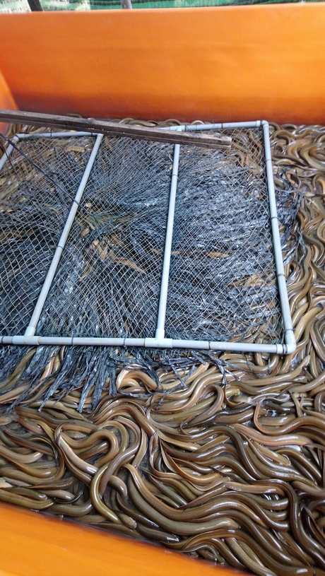 Mô hình nuôi lươn không bùn đem lại thu nhập khá cho nhiều gia đình.