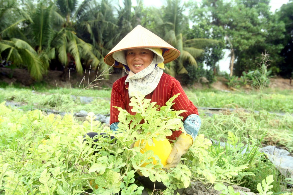  Năm nay, nông dân Tân Hương có một mùa dưa được giá.