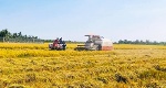 Năm 2023 - 2030: trên 40.000 tỷ đồng đầu tư 1 triệu ha lúa chất lượng cao