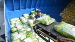 Thị trường EU ưa chuộng hạt gạo Việt, xuất khẩu khởi sắc